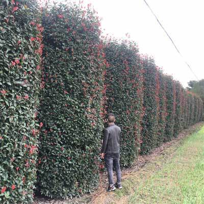 園林綠化工程施工,苗木花木批發(fā),四川樸樹(shù)綠化苗木基地直供-成都名川