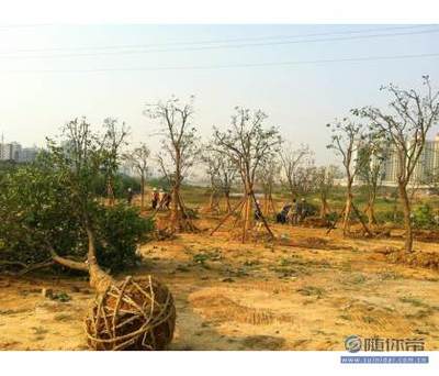 【專業(yè)園林綠化施工承接園林綠化工程小區(qū)綠化養(yǎng)護工廠綠化】孝昌縣孟宗苗木基地 - 產(chǎn)品庫