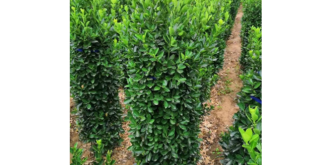 寶山區(qū)梯田園林綠化工程單產(chǎn)