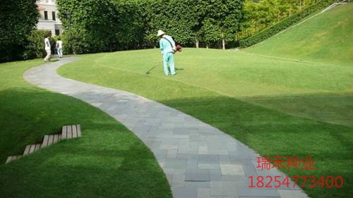 園林綠化草種子的種類(lèi)一斤多少錢(qián)