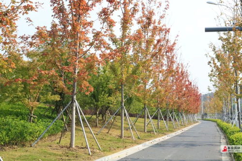 2019年蘇州市園林綠化示范工程丨有軌電車(chē)1號(hào)線延伸線景觀綠化工程七標(biāo)段