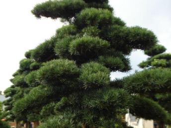 圖園林綠化 打造理想庭院景觀的設(shè)計、施工與養(yǎng)護